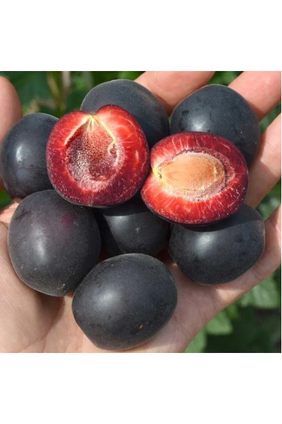 Большие плоды плодов Априсалы крупным планом.